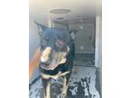 Adopt Gordita a Black German Shepherd Dog / Mixed dog in Selma, CA (38679112)