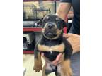 Adopt pup10 a Rottweiler, Mixed Breed