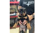 Adopt pup7 a Rottweiler, Mixed Breed