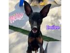 Adopt Emilee a Black - with Tan, Yellow or Fawn Miniature Pinscher / Mixed dog