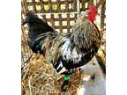 Adopt Randy a Chicken bird in Monterey, CA (38678734)
