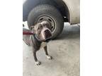 Adopt Fabian a Pit Bull Terrier, Mixed Breed