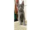 Adopt Sprite a Gray or Blue Domestic Mediumhair (medium coat) cat in Las Vegas