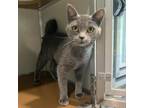 Adopt Ariel a Gray or Blue Domestic Shorthair / Mixed cat in Chattanooga