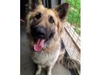 Adopt Handsome Jack a German Shepherd Dog, Mixed Breed