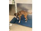 Adopt Josiah a Boxer, Mixed Breed