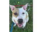 Adopt Smiley a Pit Bull Terrier, Mixed Breed