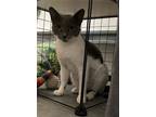 Adopt Sadie a Gray or Blue (Mostly) American Shorthair (short coat) cat in