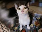 Adopt Spartan a Black & White or Tuxedo Domestic Shorthair (short coat) cat in