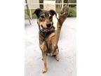 Adopt Roxy a Black - with Brown, Red, Golden, Orange or Chestnut German Shepherd