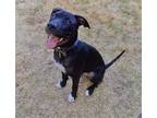 Adopt Parker a Black - with White Pit Bull Terrier / Mixed Breed (Large) / Mixed