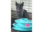 Adopt Luna and Star a Gray or Blue Russian Blue (short coat) cat in Mission