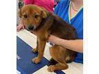 Adopt Chloe a Tan/Yellow/Fawn - with Black Cairn Terrier dog in Dawson