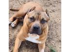 Adopt Bagel a Brown/Chocolate - with Black American Staffordshire Terrier /