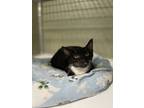 Adopt Evelyn a All Black Domestic Shorthair / Domestic Shorthair / Mixed cat in