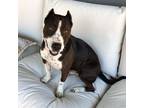 Adopt Mocha a Black - with White American Staffordshire Terrier / American Pit