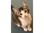 Adopt Dream and Golddust a White (Mostly) Domestic Shorthair (short coat) cat in
