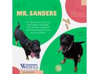 Adopt Mr. Sanders a Black - with Tan, Yellow or Fawn Rottweiler / Hovawart /