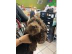 Adopt Fester (Second Twin) a Brown/Chocolate Poodle (Toy or Tea Cup) / Mixed dog