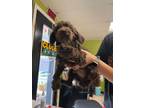 Adopt Gomez (First Twin) a Brown/Chocolate Poodle (Toy or Tea Cup) / Mixed dog