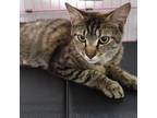 Adopt Josephine a Brown or Chocolate Domestic Shorthair / Mixed cat in Priest