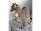 Adopt Smokey a Gray or Blue (Mostly) Domestic Mediumhair (medium coat) cat in
