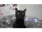 Adopt Paw McCartney a All Black Domestic Shorthair (short coat) cat in New