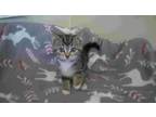 Adopt Diamond a Gray, Blue or Silver Tabby Domestic Shorthair (short coat) cat