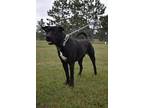 Adopt Koba a Black Cane Corso / Mixed Breed (Medium) / Mixed (short coat) dog in