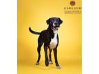 Adopt Chili cheese a Black - with White Labrador Retriever / Mixed dog in