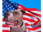 Adopt Reno a Red/Golden/Orange/Chestnut - with White Pit Bull Terrier /
