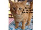 Adopt Biscuit a Orange or Red Domestic Shorthair (short coat) cat in Upper