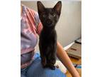 Adopt Libby a All Black Domestic Shorthair (short coat) cat in San Dimas