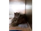 Adopt Rerun a Gray or Blue (Mostly) Domestic Shorthair (short coat) cat in
