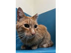 Adopt Leon a Orange or Red Domestic Shorthair / Domestic Shorthair / Mixed cat
