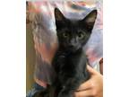 Adopt Lily a All Black Domestic Shorthair (short coat) cat in San Dimas