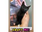 Adopt Luna a All Black Domestic Shorthair (short coat) cat in San Dimas