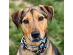 Adopt Mitchell a Brown/Chocolate Coonhound / Mixed dog in Cincinnati