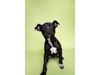 Adopt Matrix a Pit Bull Terrier, Mixed Breed
