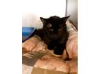 Adopt Blackey a Black (Mostly) Domestic Shorthair (short coat) cat in Broadway