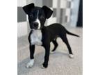 Adopt Michael a Pit Bull Terrier, Mixed Breed