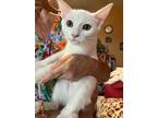 Adopt Blanca a White Domestic Mediumhair (medium coat) cat in San Dimas