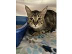 Adopt Sampson a Domestic Short Hair