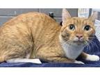 Adopt Carrot a Domestic Short Hair