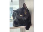 Adopt Fezziwig a Domestic Short Hair