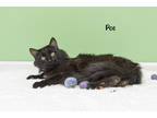 Adopt Poe a All Black Domestic Longhair / Domestic Shorthair / Mixed cat in