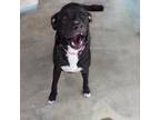 Adopt Zelda a Black Mixed Breed (Medium) / Mixed dog in Jefferson City