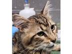 Adopt Kenny a Domestic Medium Hair, Domestic Short Hair