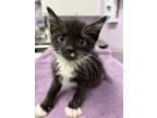 Adopt Puzzle a All Black Domestic Shorthair / Domestic Shorthair / Mixed cat in
