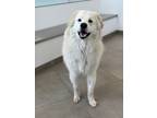 Adopt Glu a Great Pyrenees, Mixed Breed